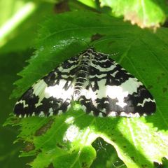Rheumaptera hastata