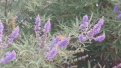 Vitex agnus-castus