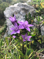 Gentianella anisodonta