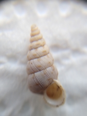 Cochlostoma tessellatum