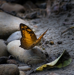 Vagrans sinha