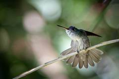 Saucerottia cyanocephala