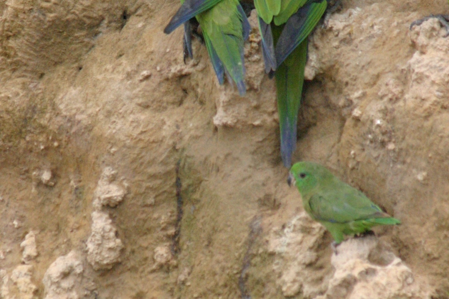 Pasalidognathus modestus　69mm 62mm Dusky-billed Parrotlet (Forpus modestus) · iNaturalist