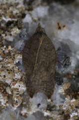 Acleris effractana