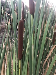 Typha latifolia
