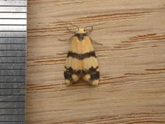 Thallarcha chrysochares