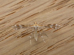 Stangeia xerodes