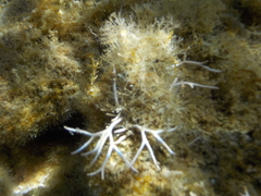 Amphiroa rigida