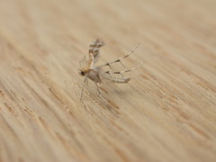 Stangeia xerodes