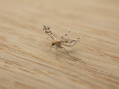 Stangeia xerodes