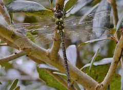 Coryphaeschna
