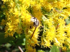 Dolichovespula maculata