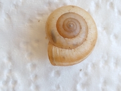 Monacha parumcincta