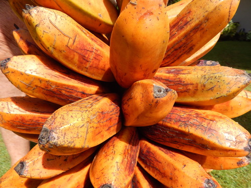 Musa troglodytarum