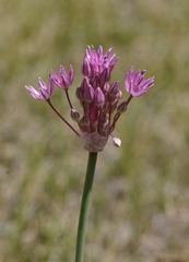Allium pallasii
