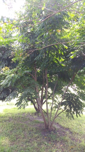 Spondias purpurea image