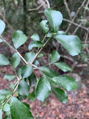 Suregada africana