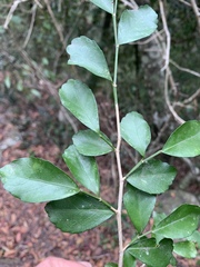 Suregada africana