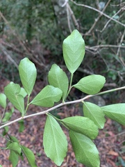 Suregada africana