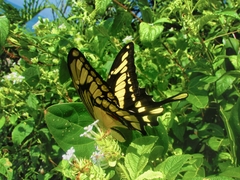 Heraclides thoas brasiliensis