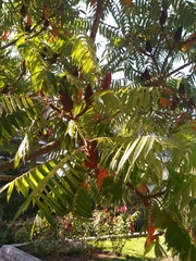 Rhus