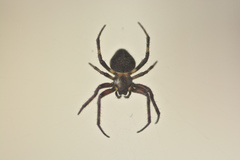 Araneidae
