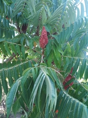 Rhus
