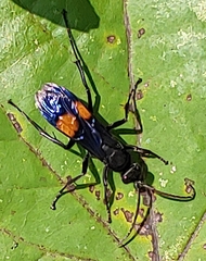 Calopompilus maculipennis
