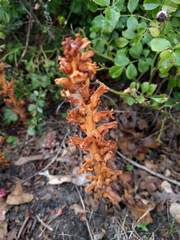 Orobanche hederae