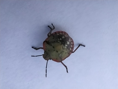 Nezara viridula