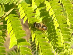 Eristalis tenax