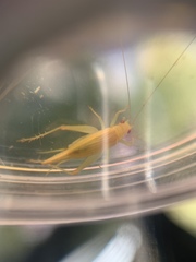 Cyrtoxipha columbiana