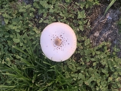 Chlorophyllum molybdites image
