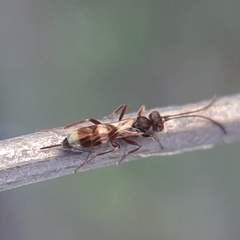 Gelis tenellus