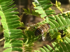 Eristalis tenax