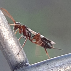 Gelis tenellus