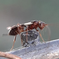 Gelis tenellus