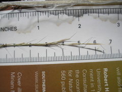 Aristida longespica