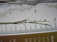 Aristida longespica