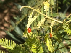 Coccinella septempunctata