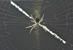 Argiope