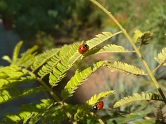 Coccinella septempunctata