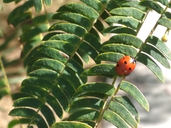 Coccinella septempunctata