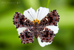 Calydna sturnula