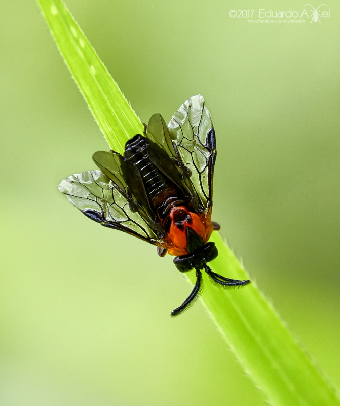 Sea Grape Sawfly
