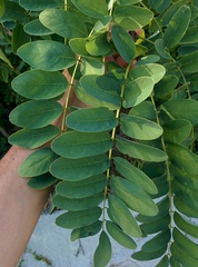 Tipuana tipu