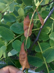 Tipuana tipu