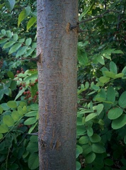 Tipuana tipu