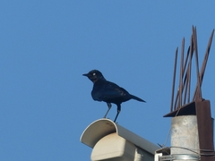 Lamprotornis purpuroptera