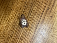 Cacosternum australis